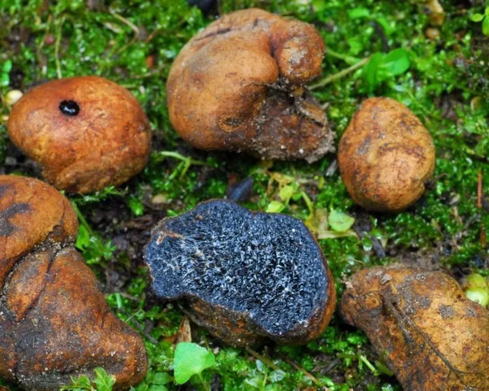 Bunte Schleimtrüffel - Melanogaster variegatus