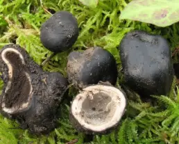 Köldökös álszarvasgomba