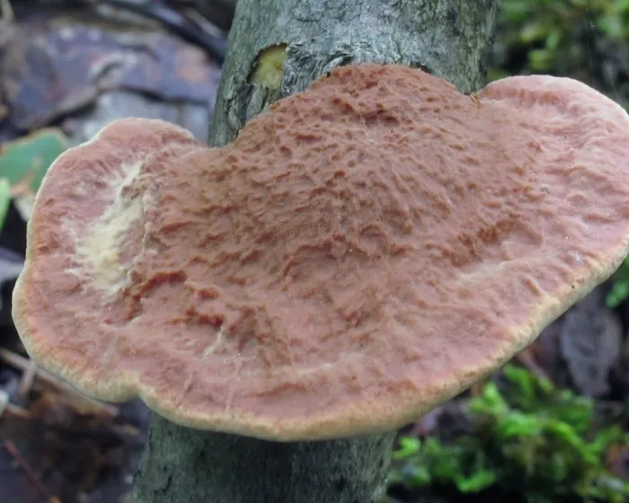 Zimtfarbener Weichporling - Hapalopilus rutilans
