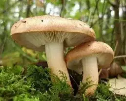 Nyárfa-pereszke