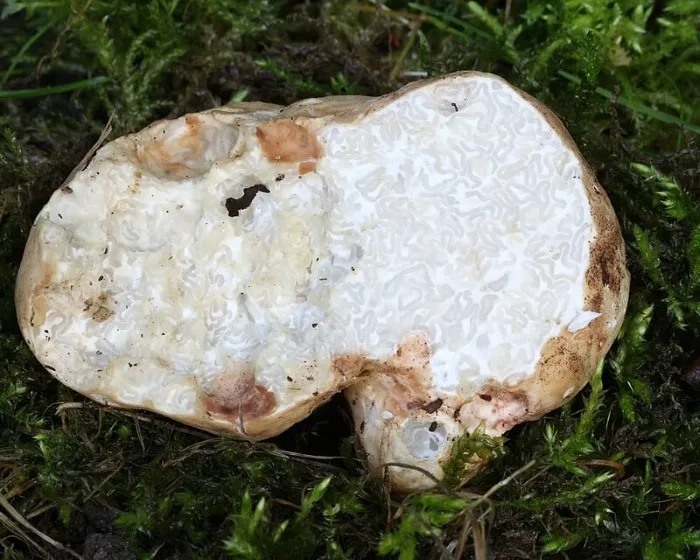 White truffle - Choiromyces meandriformis