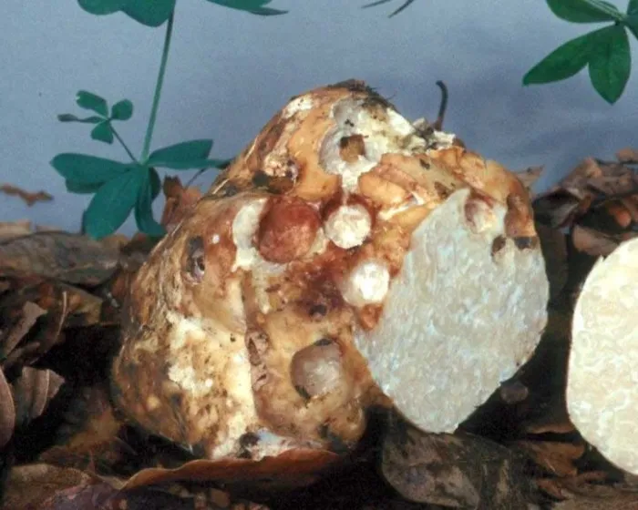 White truffle - Choiromyces meandriformis