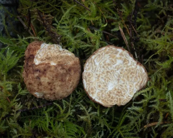 White truffle - Choiromyces meandriformis