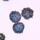 Spore image mushroom spore image