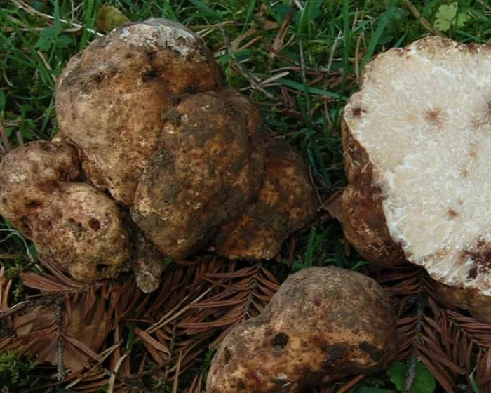 White truffle - Choiromyces meandriformis