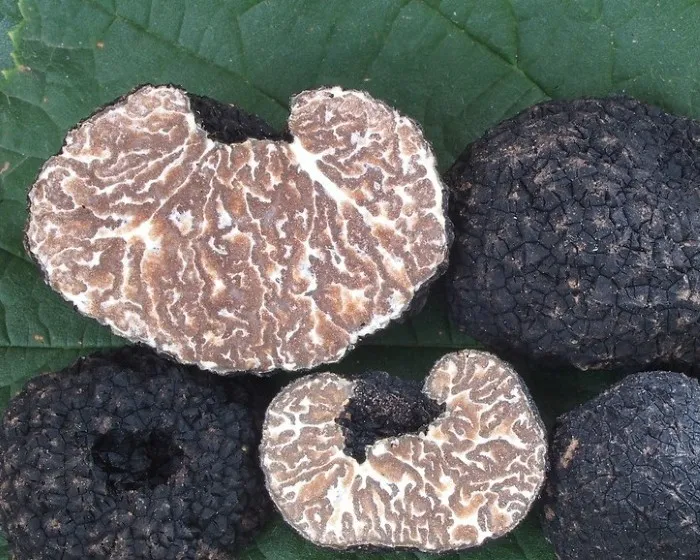 Bagnoli truffle - Tuber mesentericum