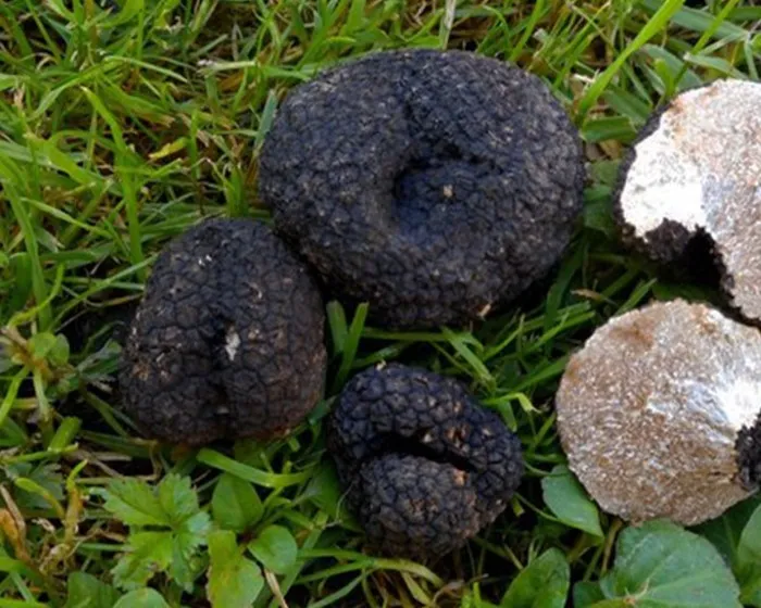 Bagnoli truffle - Tuber mesentericum