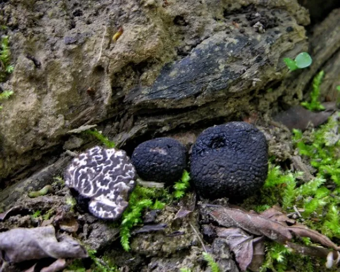 Bagnoli truffle - Tuber mesentericum
