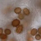 Spore image mushroom spore image