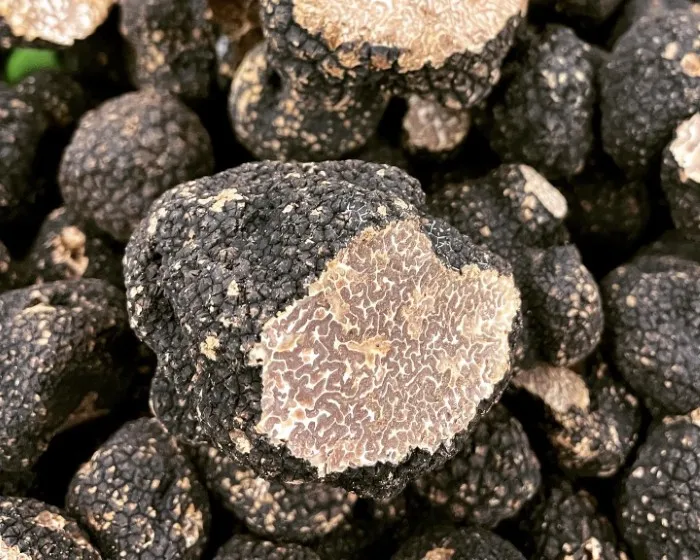 Bagnoli truffle - Tuber mesentericum