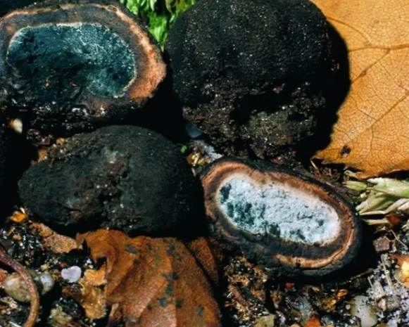 Persoon deer truffle