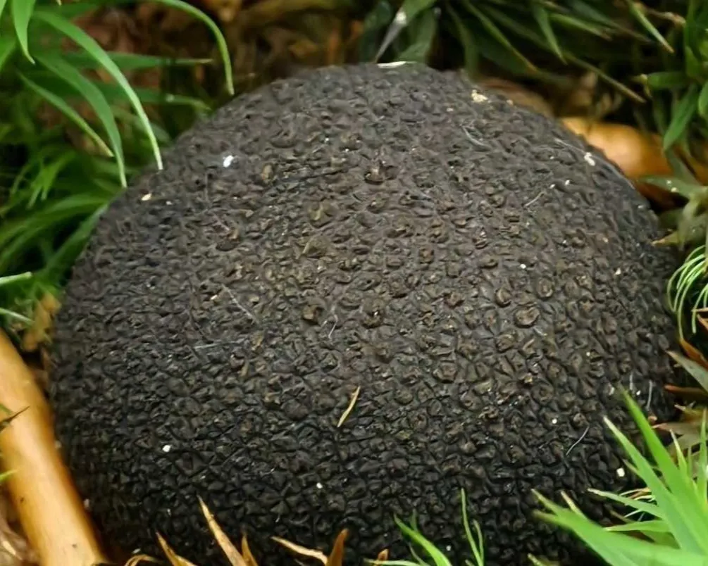Persoon deer truffle