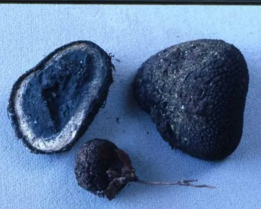 Persoon deer truffle