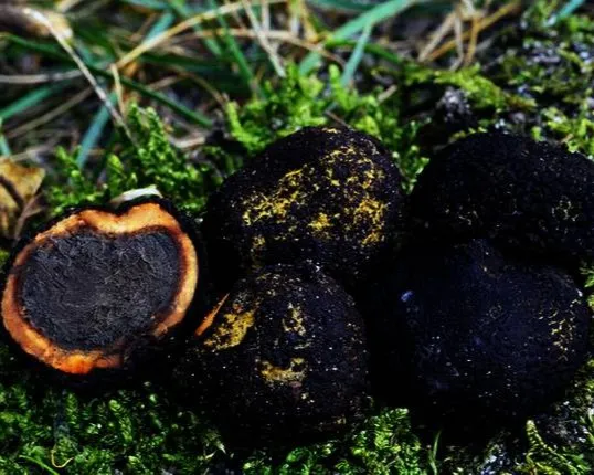 Persoon deer truffle