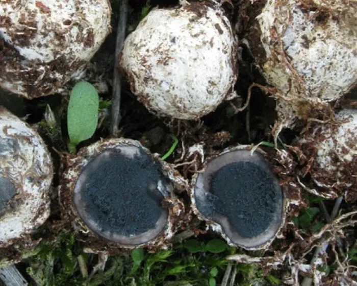 Bläuende Hirschtrüffel - Elaphomyces mutabilis