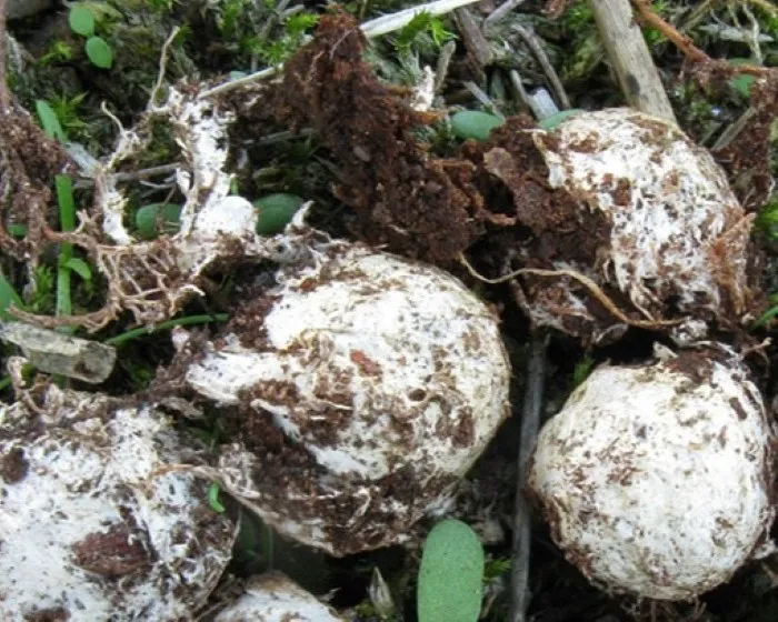 Bläuende Hirschtrüffel - Elaphomyces mutabilis