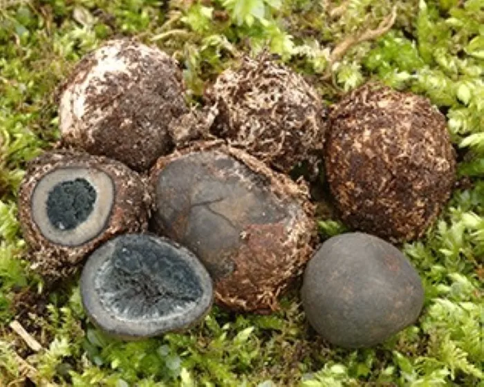 Bläuende Hirschtrüffel - Elaphomyces mutabilis