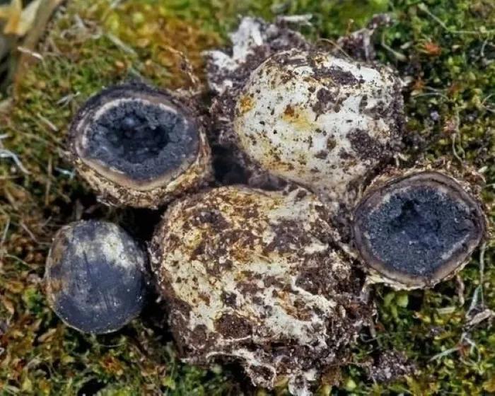 Bläuende Hirschtrüffel - Elaphomyces mutabilis
