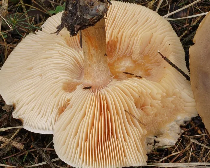 Cognate Melanoleuca - Melanoleuca cognata