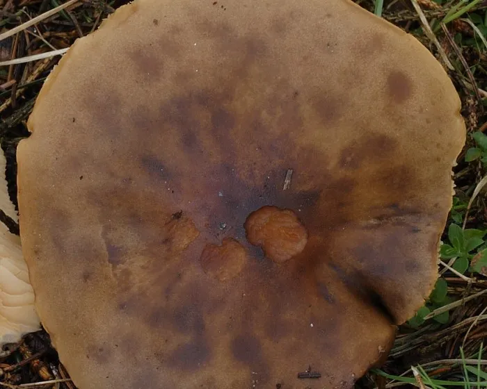 Cognate Melanoleuca - Melanoleuca cognata