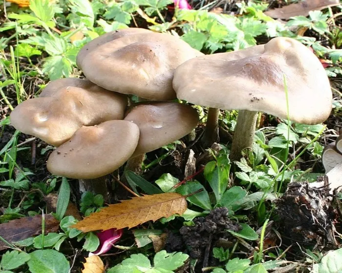 Cognate Melanoleuca - Melanoleuca cognata