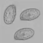 mushroom spore image