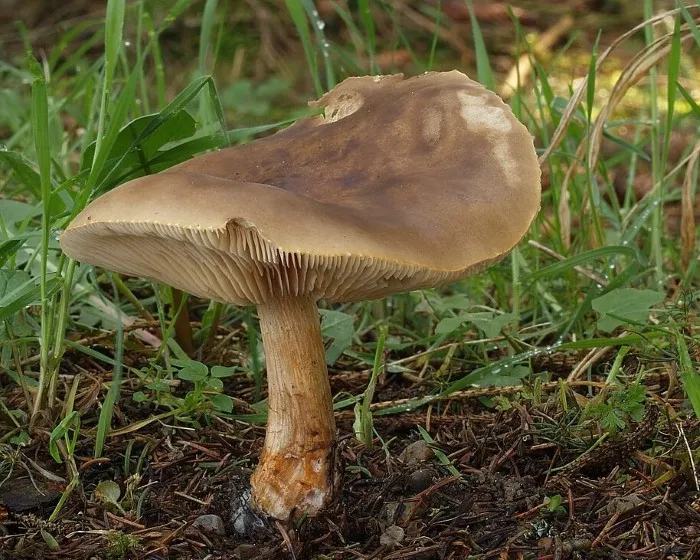 Cognate Melanoleuca - Melanoleuca cognata