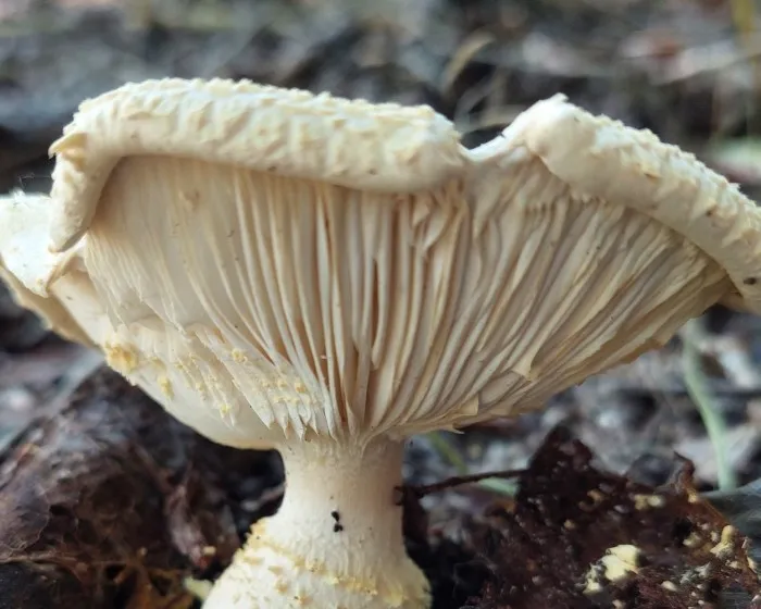 Ricken`s Bolete