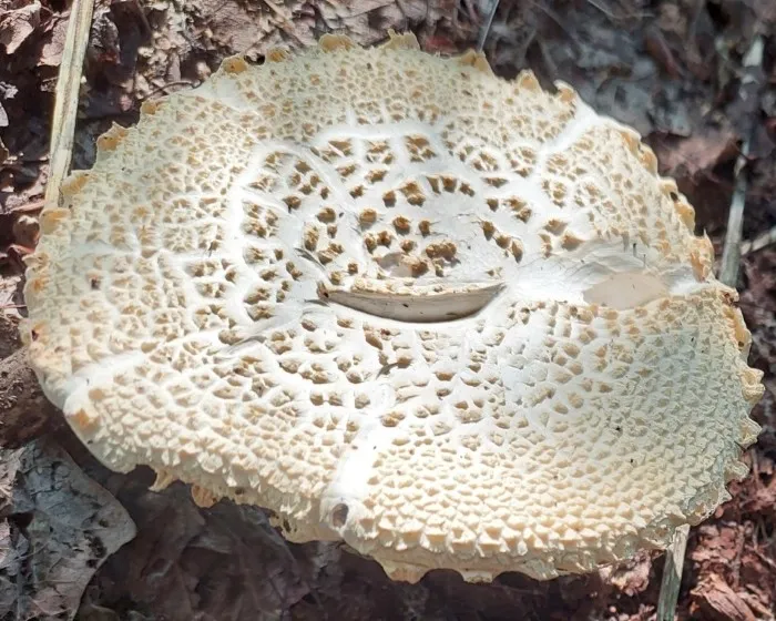 Ricken`s Bolete