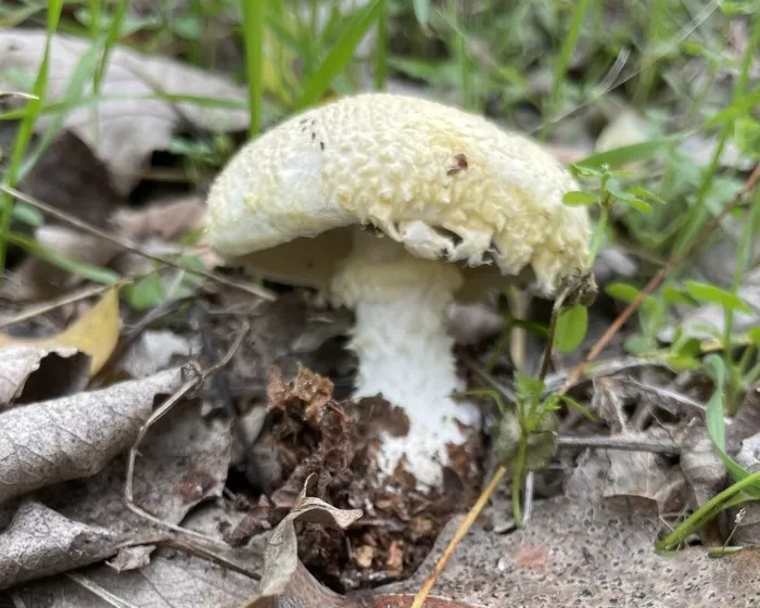 Ricken`s Bolete