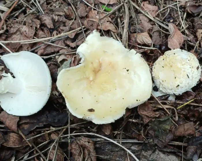 Ricken`s Bolete