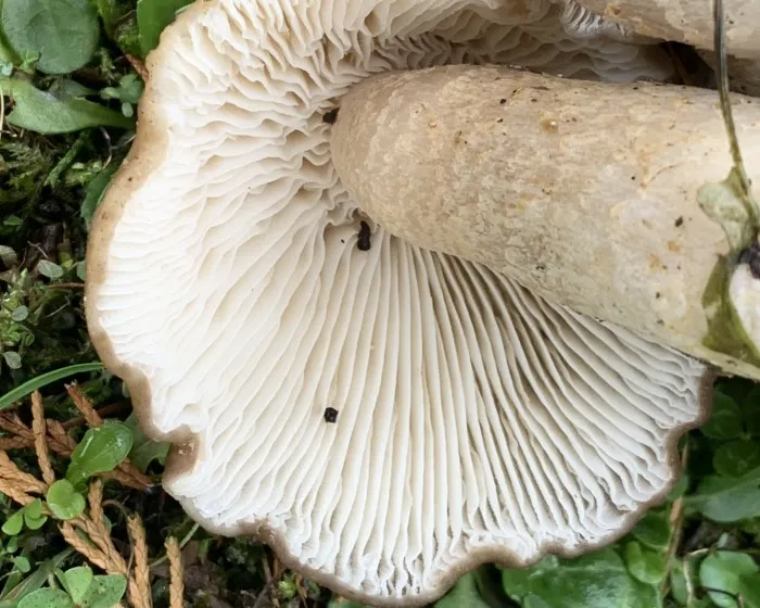 Csoportos pereszke - Lyophyllum decastes