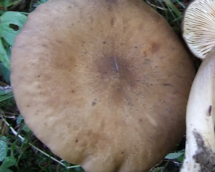 Csoportos pereszke - Lyophyllum decastes