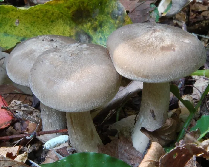 Csoportos pereszke - Lyophyllum decastes