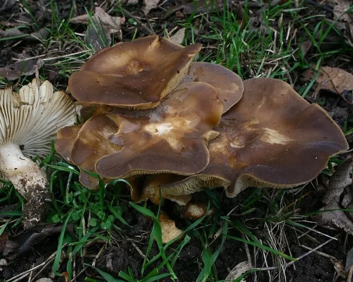 Csoportos pereszke - Lyophyllum decastes