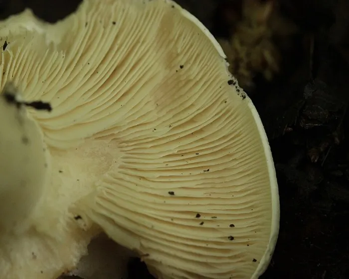 Mai-Ritterling - Calocybe gambosa