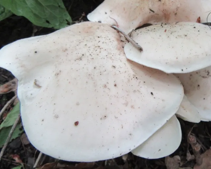 Mai-Ritterling - Calocybe gambosa