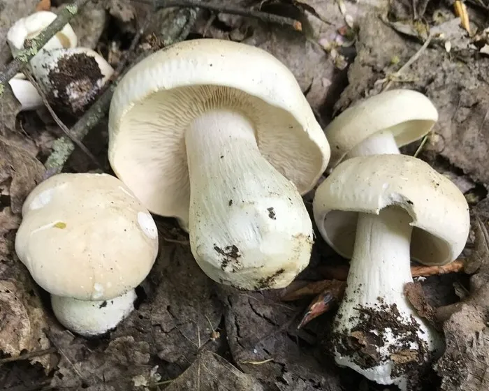 Mai-Ritterling - Calocybe gambosa