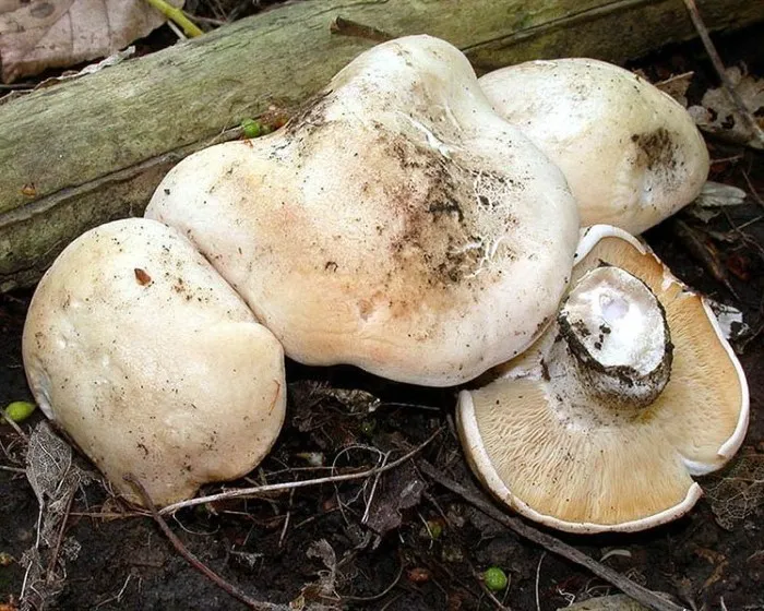 Mai-Ritterling - Calocybe gambosa