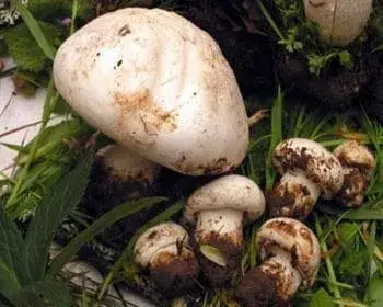 Milchweißer Ritterling