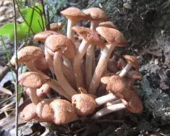 Büschel-Hallimasch - Armillaria tabescens