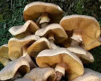 Honey Fungus - Armillaria mellea