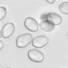 mushroom spore image