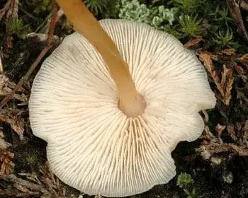 Eichen-Schwindling - Gymnopus dryophilus