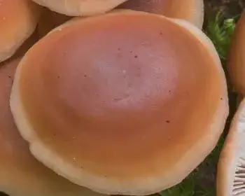 Eichen-Schwindling - Gymnopus dryophilus