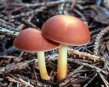 Eichen-Schwindling - Gymnopus dryophilus
