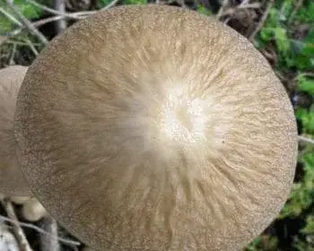 Rooting Shank - Xerula radicata