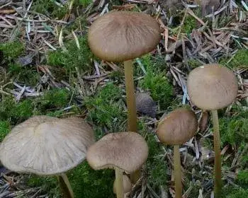 Rooting Shank - Xerula radicata