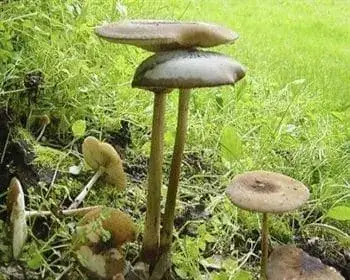 Rooting Shank - Xerula radicata
