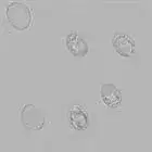 mushroom spore image